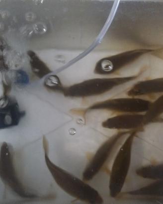 Carassi, pesci rossi