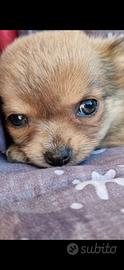 Chihuahua toy occhi blu