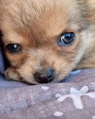 Chihuahua toy occhi blu
