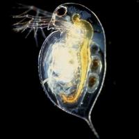Daphnia Pulex Starter Cibo Per Pesci