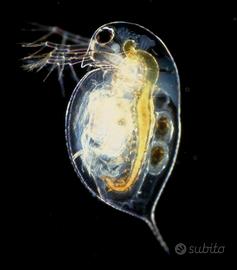 Daphnia Pulex Starter Cibo Per Pesci