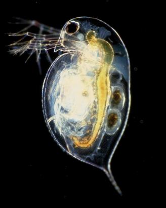 Daphnia Pulex Starter Cibo Per Pesci