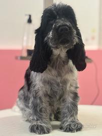 Cucciolo cocker spaniel