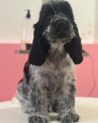 Cucciolo cocker spaniel