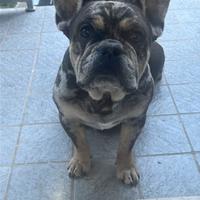 Bulldog francesi