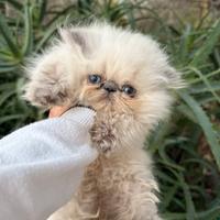 Persiano color point