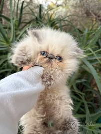 Persiano color point