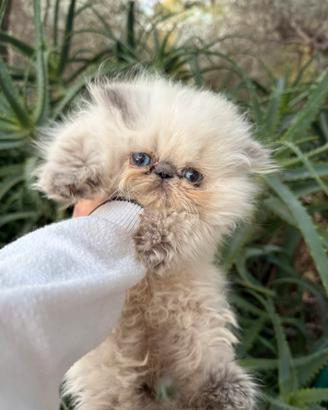 Persiano color point