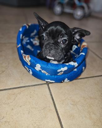 Bulldog Francese nero m