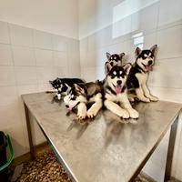 Cucciolo di Husky Siberian