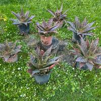 Piante grasse di dimensioni varie