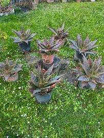 Piante grasse di dimensioni varie