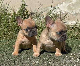stupendi cuccioli di bulldog francese maschio e 