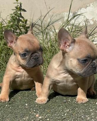 stupendi cuccioli di bulldog francese maschio e 