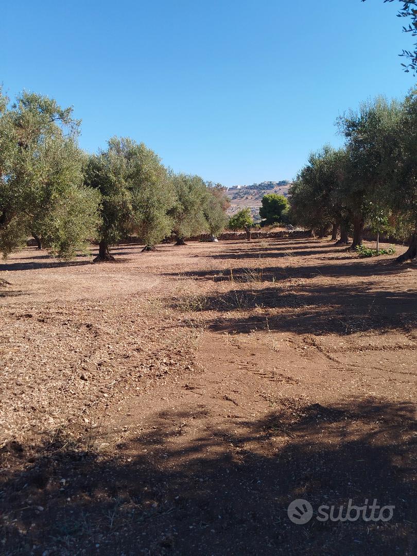 ULIVETO CON 25 ALBERI CENTENARI - Vista 3
