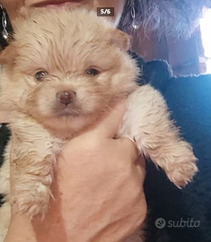 spitz di pomerania