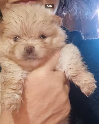 spitz di pomerania