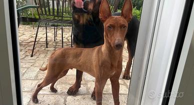 Cirneco dell Etna con pedigree e affisso
