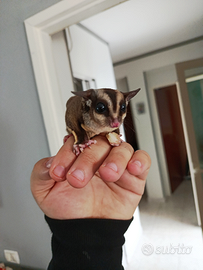 Petauro dello zucchero