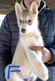 Cuccioli siberian husky con pedigree Enci