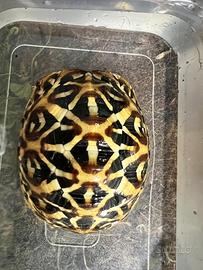 Geochelone Elegans