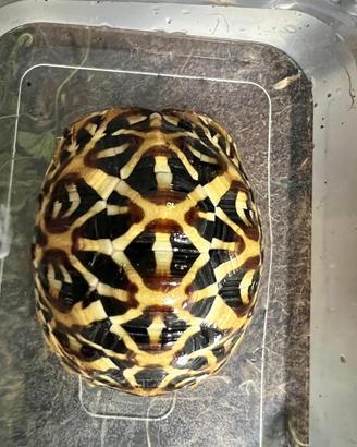 Geochelone Elegans