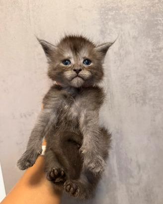 Maine coon altissima genealogia linee estere top