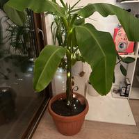 Banano piu di 100 cm vaso da 40 cm