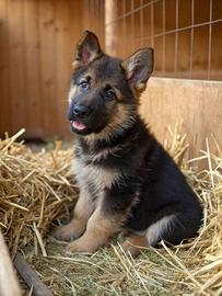 Cuccioli di pastore tedesco