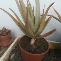 Aloe vera
