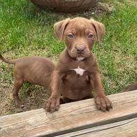 Pit Bull