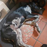 Ciao mi chiamo chuck