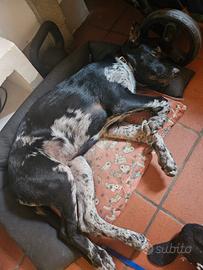 Ciao mi chiamo chuck