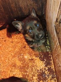 Pastore tedesco maschi con pedigree