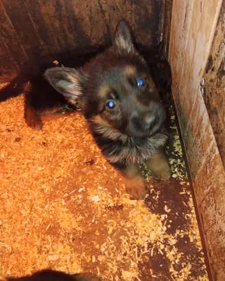 Pastore tedesco maschi con pedigree