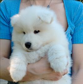 Cucciolo Samoiedo con Pedigree