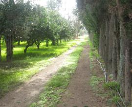 Monastir. Terreno agricolo con agrumeto