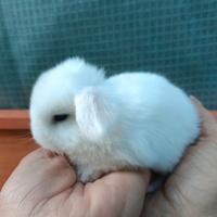 Mini Lop conigli