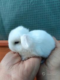 Mini Lop conigli