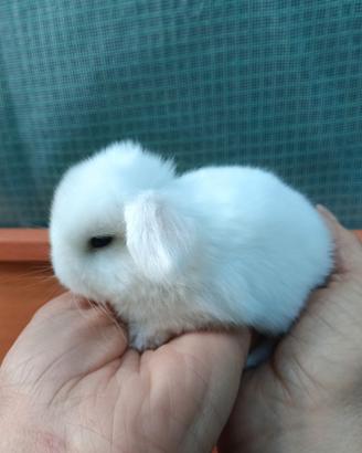 Mini Lop conigli