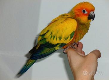 Conuro del sole allevato a mano