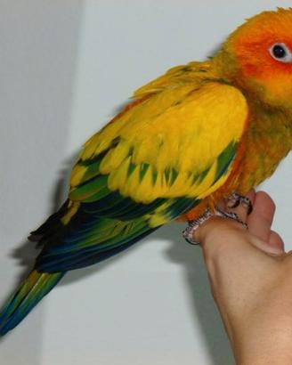 Conuro del sole allevato a mano