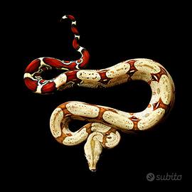 Boa (varie locality)