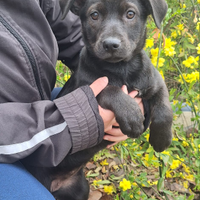 Olivia,sono Oro Nero