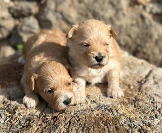 Maltipoo