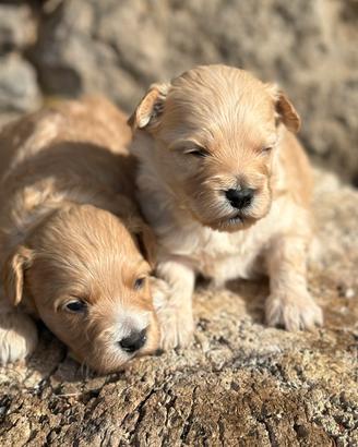 Maltipoo