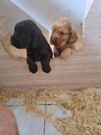 Cocker spaniel