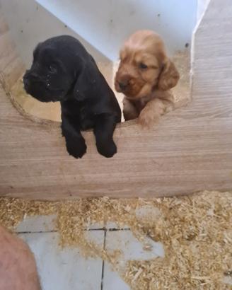 Cuccioli di tipo Cocker spaniel