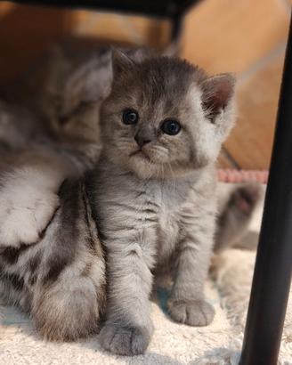 Scottish e British gattini