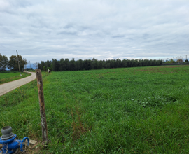 Vendita terreno agricolo con uliveto